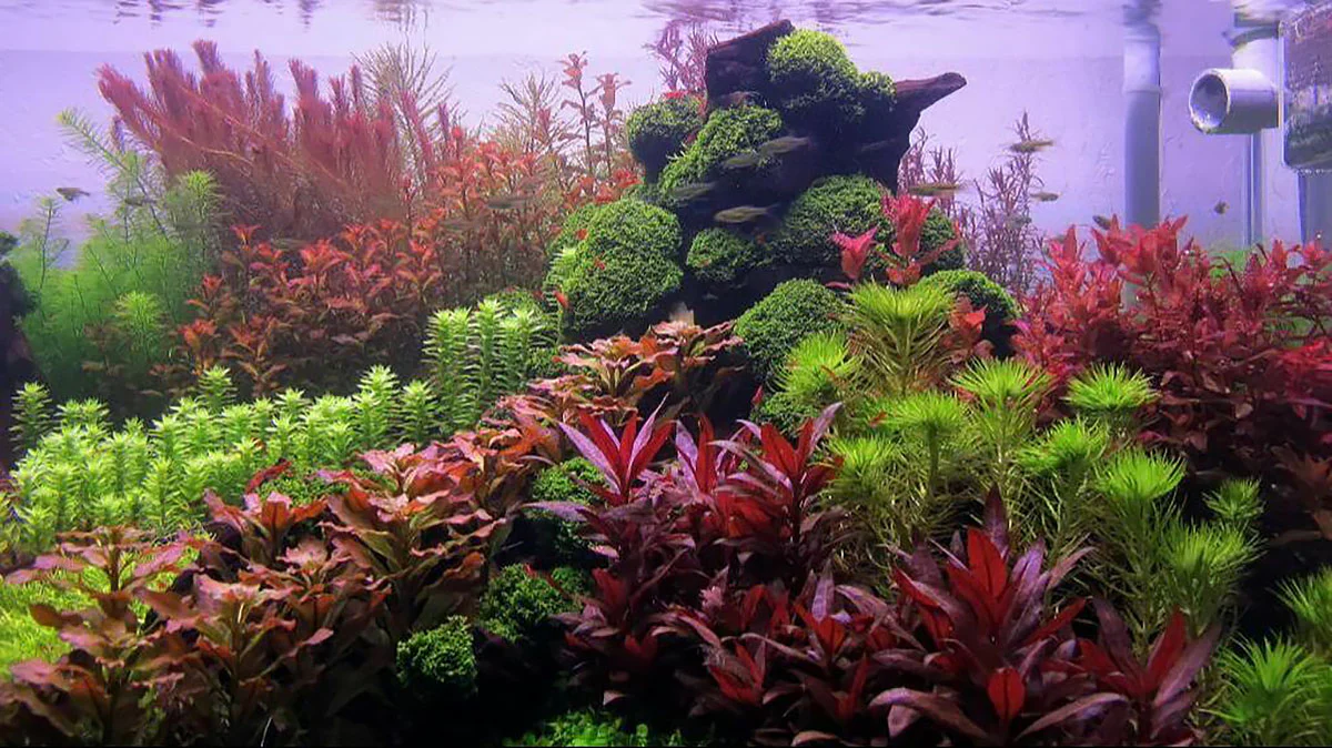 aquarium plants